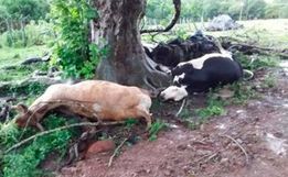 Raio mata animais e deixa mulher ferida no Oeste