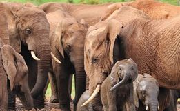 Gene encontrado em elefantes pode ser chave para evitar o câncer