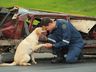 Dia Internacional do Cão de Busca e Resgate: veja como são os treinamentos em SC