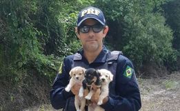 Filhotes de cachorro abandonados as margens da BR-282 são resgatados pela PRF