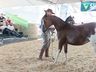 Cavalos crioulos de Itapiranga são avaliados na 11ª Efrait