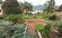 Comunidade de São João do Oeste adere ao uso de plantas medicinais