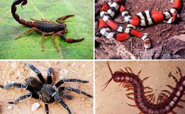 Dive emite nota sobre o aumento de acidentes com animais peçonhentos