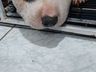 Cão da raça Pitbull é atacado por cobra no interior de SMOeste