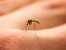 Extremo Oeste termina o ano com quase 9 mil casos de dengue 