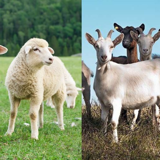 Criação de ovelhas e cabritos pode virar nova aposta do agronegócio em SMO 