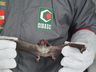 OUÇA: Casos de raiva geram preocupação em Santa Catarina
