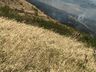 Incêndio em vegetação atinge 100 hectares após carro pegar fogo no interior de Sul Brasil