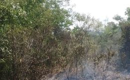 Incêndio atinge área de reflorestamento em SJCedro