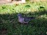 VÍDEO: Pombas na praça causam transtornos em São Miguel do Oeste