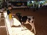 3º dia do Itaipu Rural Show tem como destaque Feira Ranqueada de Animais