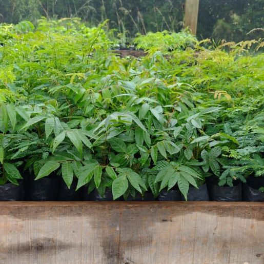 População pode pedir mudas de árvores nativas para plantar, em Guaraciaba