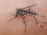 SC tem 45,6 mil focos do Aedes aegypti em 2025 e casos em pleno outono preocupam, diz SES