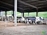 Cidasc vai intensificar a erradicação de zoonoses