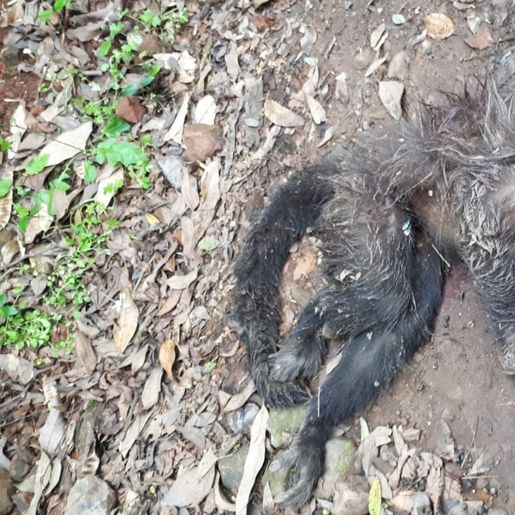 Cresce preocupação com febre amarela após morte de mais um macaco em São João do Oeste
