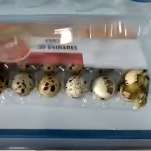 Codornas nascem dentro de embalagem em prateleira de mercado 