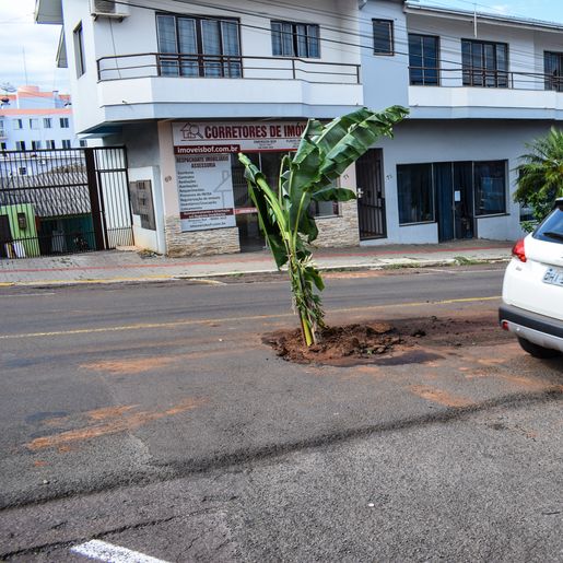 VÍDEO: Bananeira é colocada em buraco no centro de SMOeste