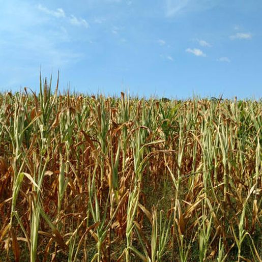 Agricultores que tiveram perdas com a cigarrinha podem solicitar cobertura pelo Proagro