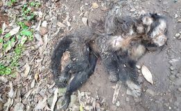 Cresce preocupação com febre amarela após morte de mais um macaco em São João do Oeste