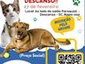 Descanso terá mutirão de castração de cães e gatos