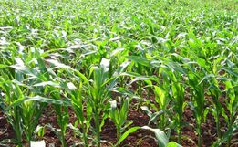 Epagri monitora lavouras em virtude do excesso de chuva e baixas temperaturas 