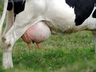 Calor traz prejuízos à produção leiteira