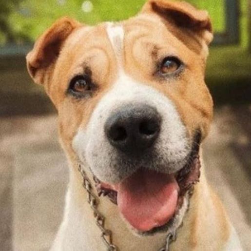 Cachorro de Moisés morre no Revéillon após fogos de artifício