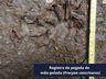 Obra de restauração da BR-163 já protegeu mais de 600 animais silvestres