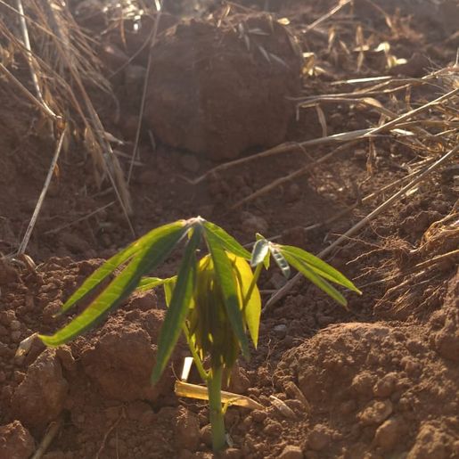 Falta de chuvas também está refletindo no plantio de alimentos na região 
