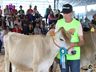 Julgamento de bovinos marca penúltimo dia da 10ª FAIC, em Iporã do Oeste