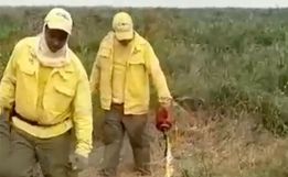 Vídeo de brigadistas colocando fogo em áreas do Pantanal gera polêmica
