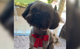 Cachorro é furtado e pintado com tinta de cabelo como disfarce 