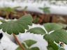 Projeto sobre o cultivo de alface é apresentado em propriedade rural de Mondaí