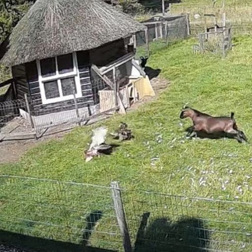 Amiga, estamos aqui! Galo e bode salvam galinha de ataque de falcão