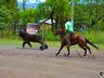 Escolinha de laçadores realiza 1ª Festa Campeira em SMOeste