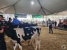 Avaliação de bezerras e novilhas é realizada na 11ª Efrait de Itapiranga