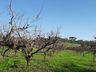 Poucos dias de frio prejudicam a produção de frutas