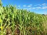 Estiagem afeta produção agrícola e leiteira em São Miguel do Oeste