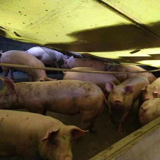 Vento e chuva provocam destelhamento de casas em Palma Sola