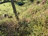 Caminhão despenca em ribanceira e rodovia é interditada por risco de explosão