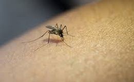 Princesa confirma o quarto caso de Dengue deste ano