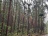 Temporal derruba árvores e interdita SC-496 em Santa Helena