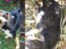 Cachorro é morto a tiros em sítio no interior de Paraíso