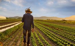 SMO: Secretaria de Agricultura informa  alterações no atendimento