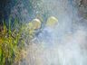 VÍDEO: Geada e tempo seco aumentam riscos de incêndios em vegetação 
