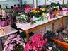 CAESP/APAE de Iporã do Oeste realiza 2ª edição da Feira das Flores