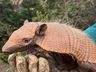 Obra de restauração da BR-163 já protegeu mais de 600 animais silvestres