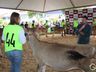 Julgamento de bovinos marca penúltimo dia da 10ª FAIC, em Iporã do Oeste