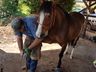 Ferrador de cavalos, uma profissão arriscada e com poucos profissionais 