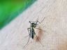 Gerência de Saúde de SMO notificou 603 casos prováveis de dengue em 2024 na região